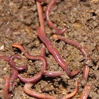 蚯蚓种苗