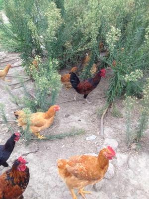 有机农产品养殖