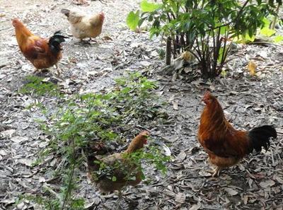 有机农产品养殖