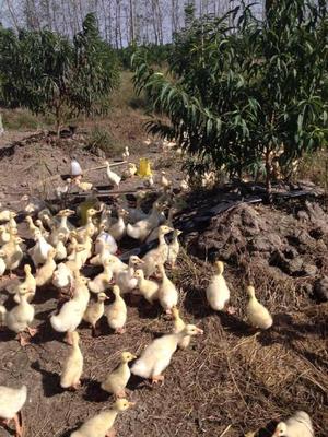 有机农产品养殖